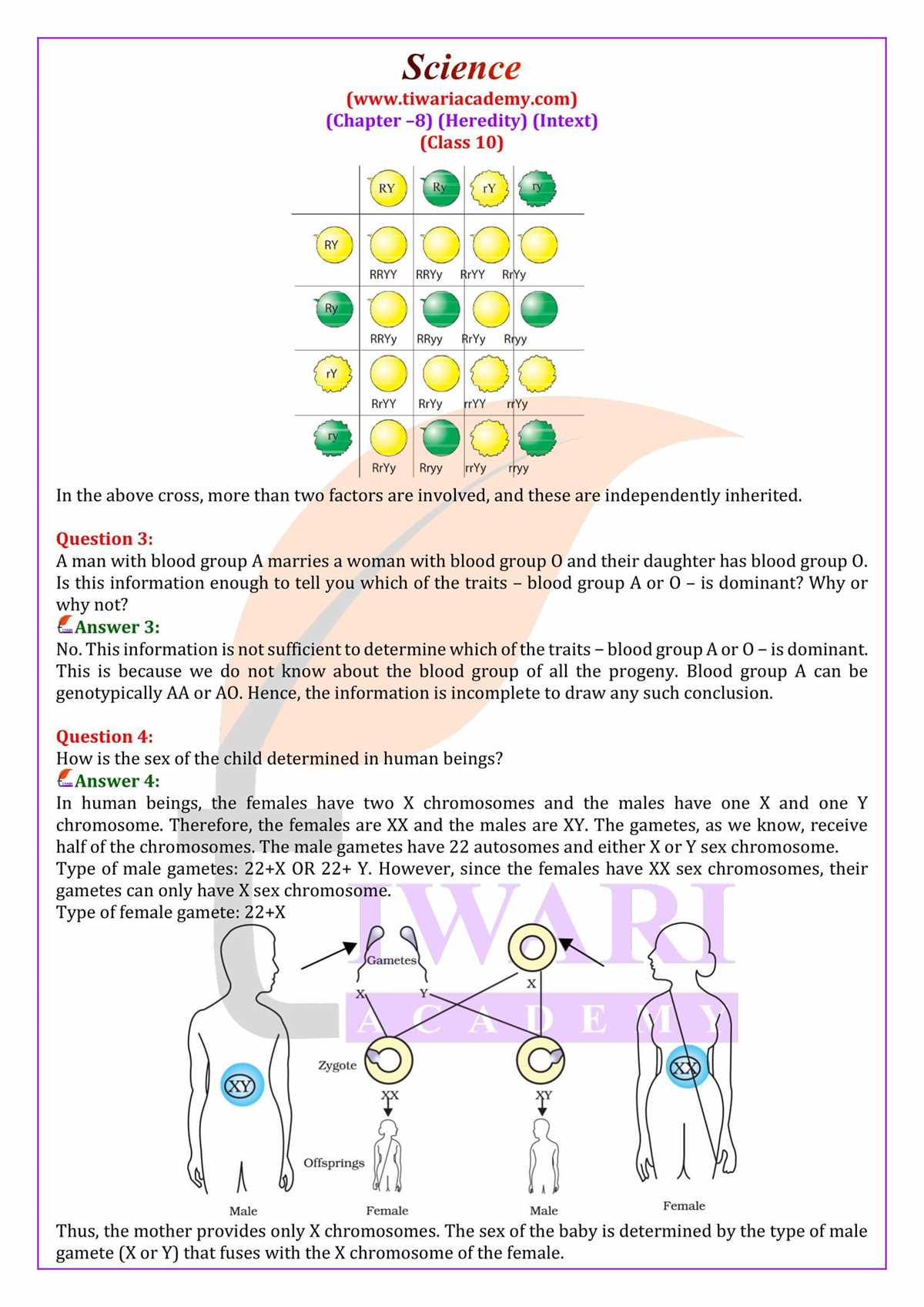biology chapter 8 test answer key