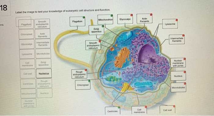 cell structure and function test answers