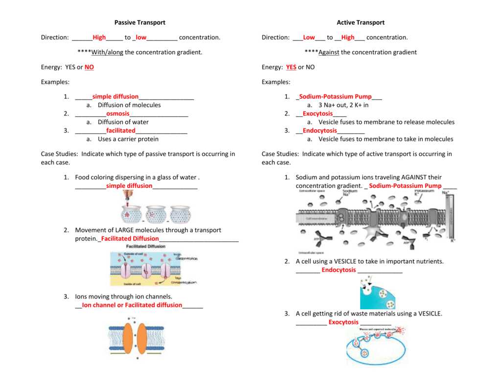 cellular transport test review answer key