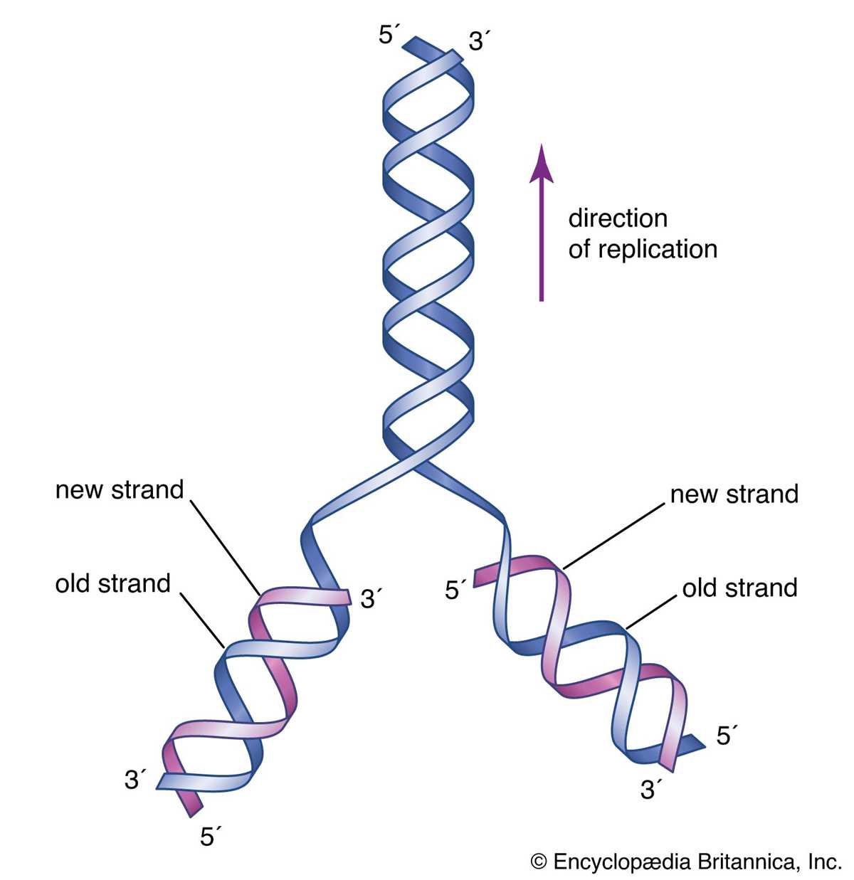 chapter 12 dna test answer key