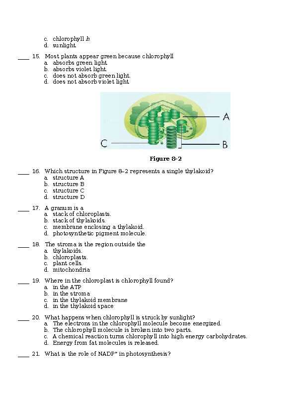 chapter 8 photosynthesis test a answer key
