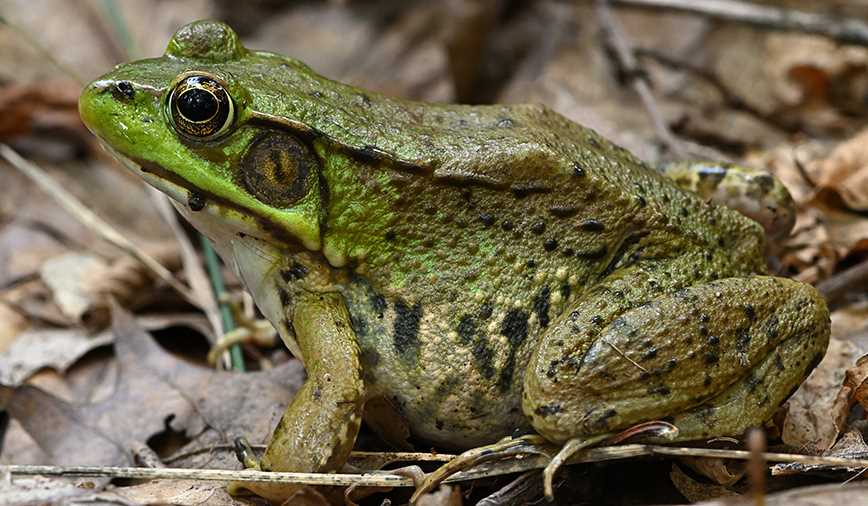 chinese frog test answer