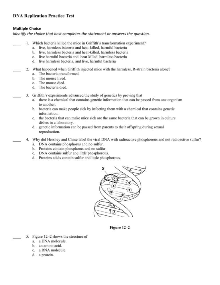 dna exam questions and answers