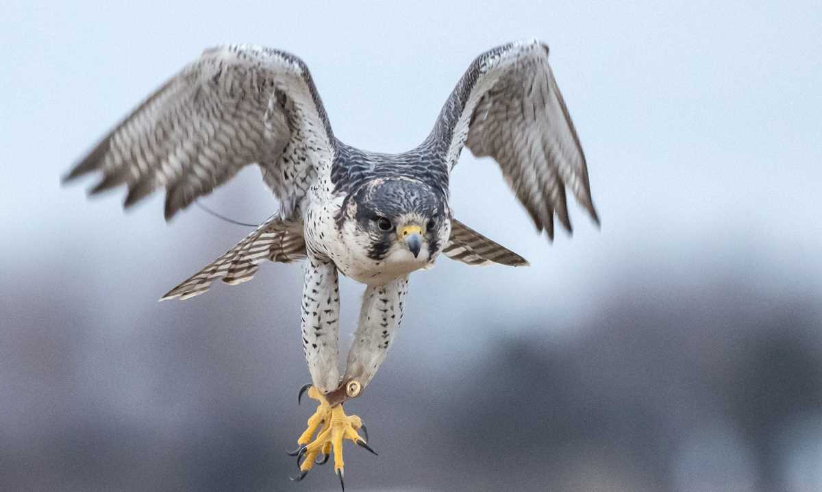 falconry test answers