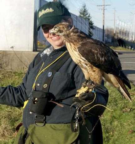 falconry test answers