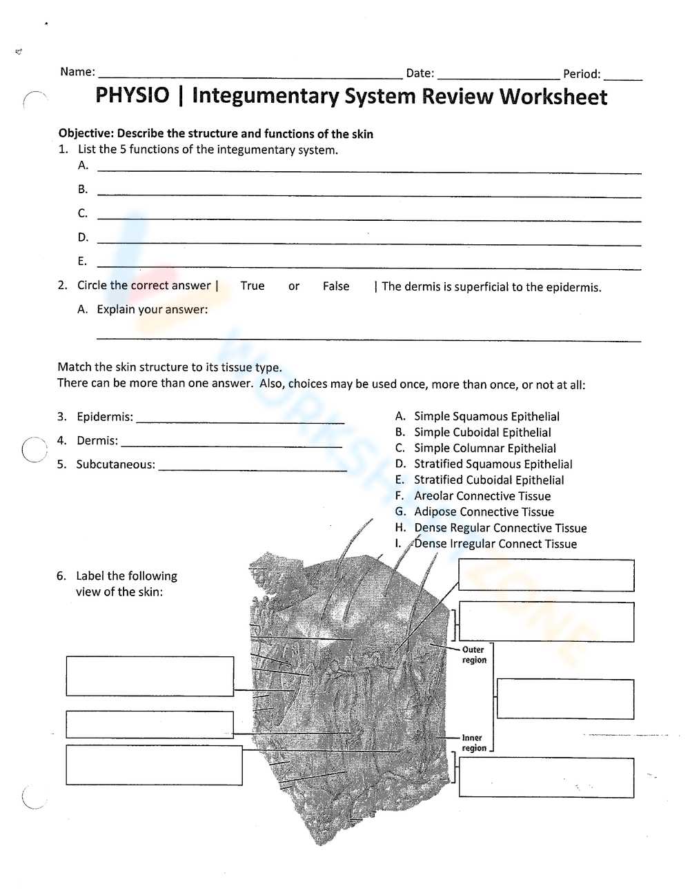 integumentary system test answers