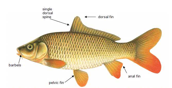 nonfiction reading test asian carp answers nonfiction reading test asian carp answers