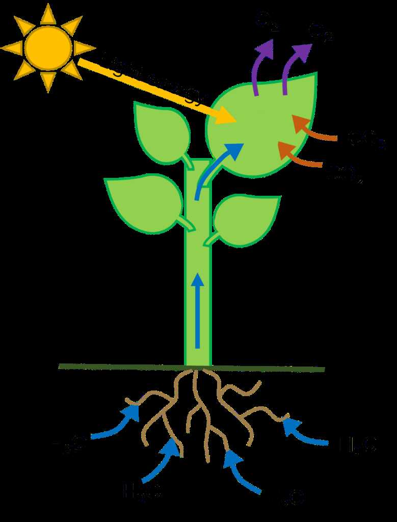 photosynthesis test answers