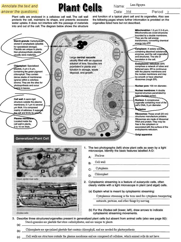 plant and animal cell test answer key