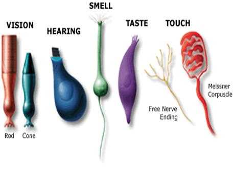 testing sensory receptors for touch lab answers