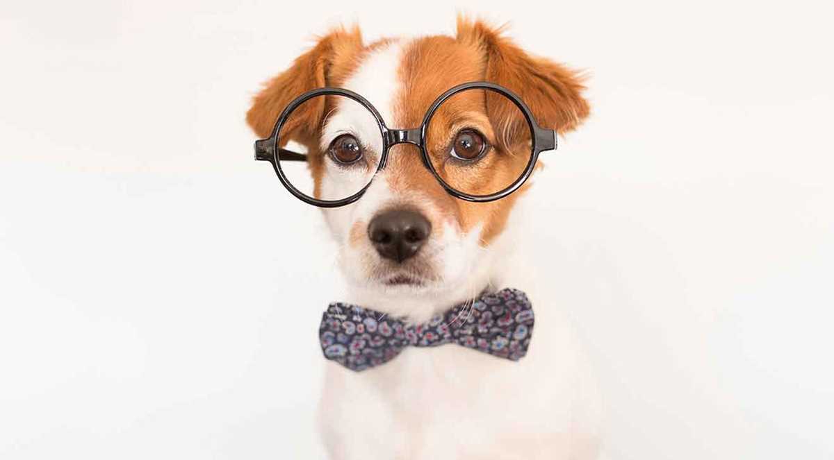 wag test your knowledge answers
