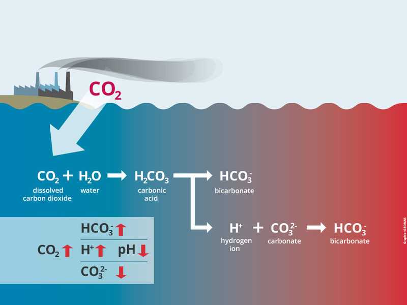 acid test the global challenge of ocean acidification answers