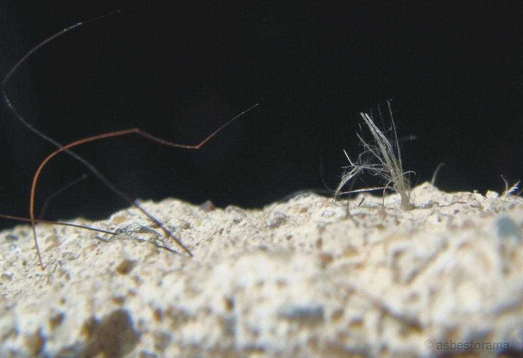 asbestos 100 question test answers
