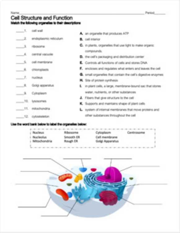 biology chapter 7 cell structure and function test answer key