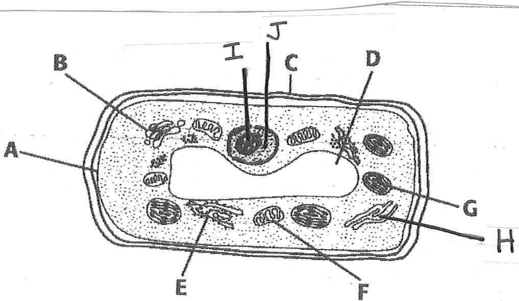 biology chapter 7 test answer key