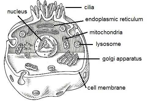 biology final exam review packet answers