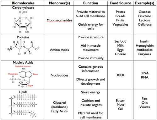 biomolecules and enzymes test review answers