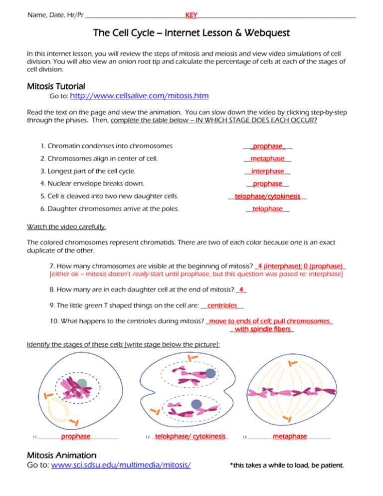 cell cycle and mitosis test answer key