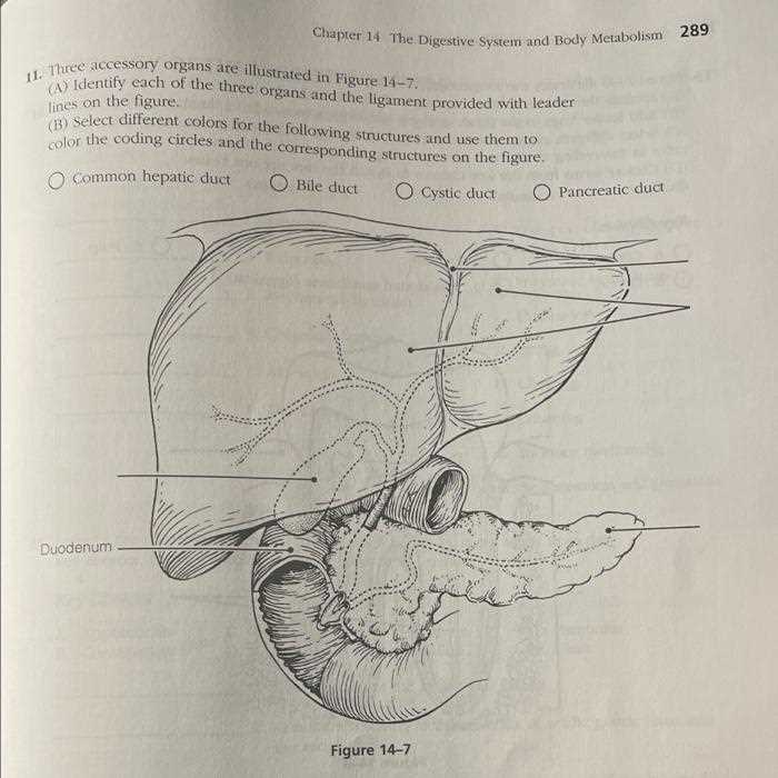 chapter 14 digestive system test answer key