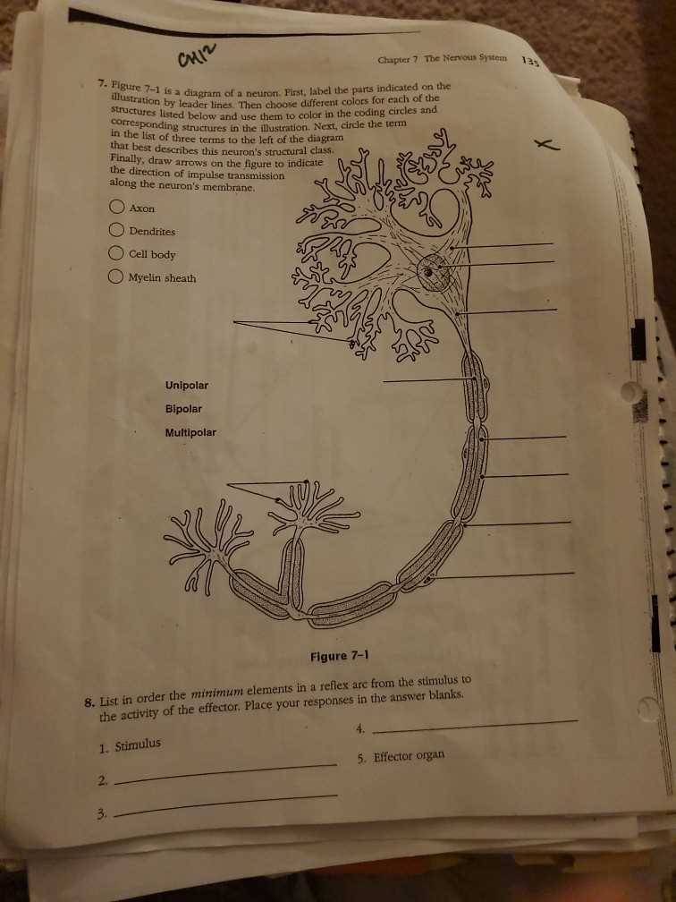 chapter 7 the nervous system test answer key