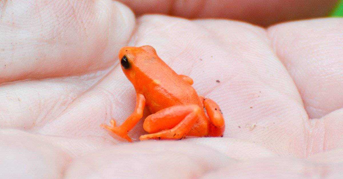 chinese frog test answer