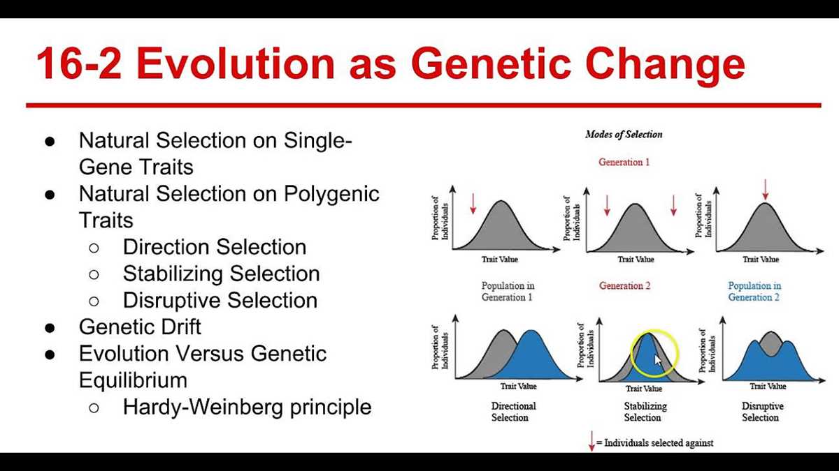 chapter 16 evolution of populations test answers