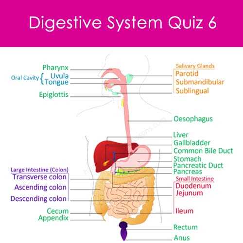 digestive system test questions and answers doc digestive system test questions and answers doc