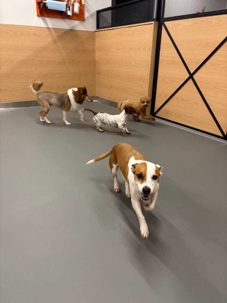 dogtopia final exam answers