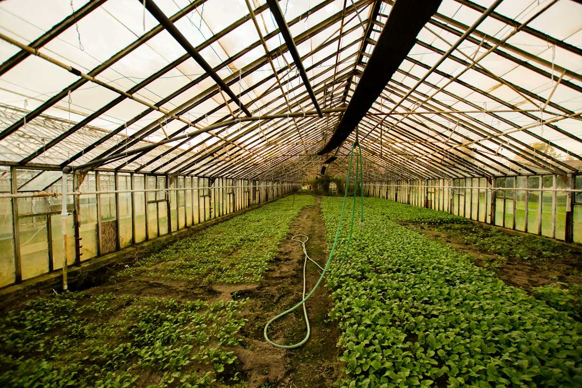 environmental science exam plant agriculture answers