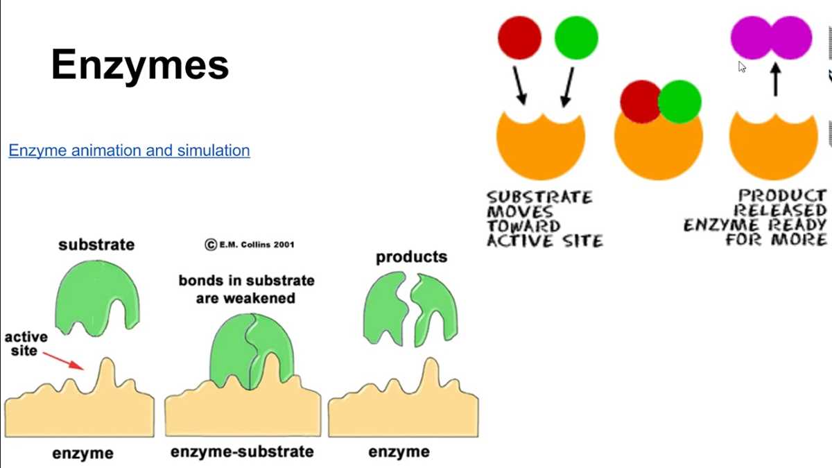 enzyme action testing catalase activity answers