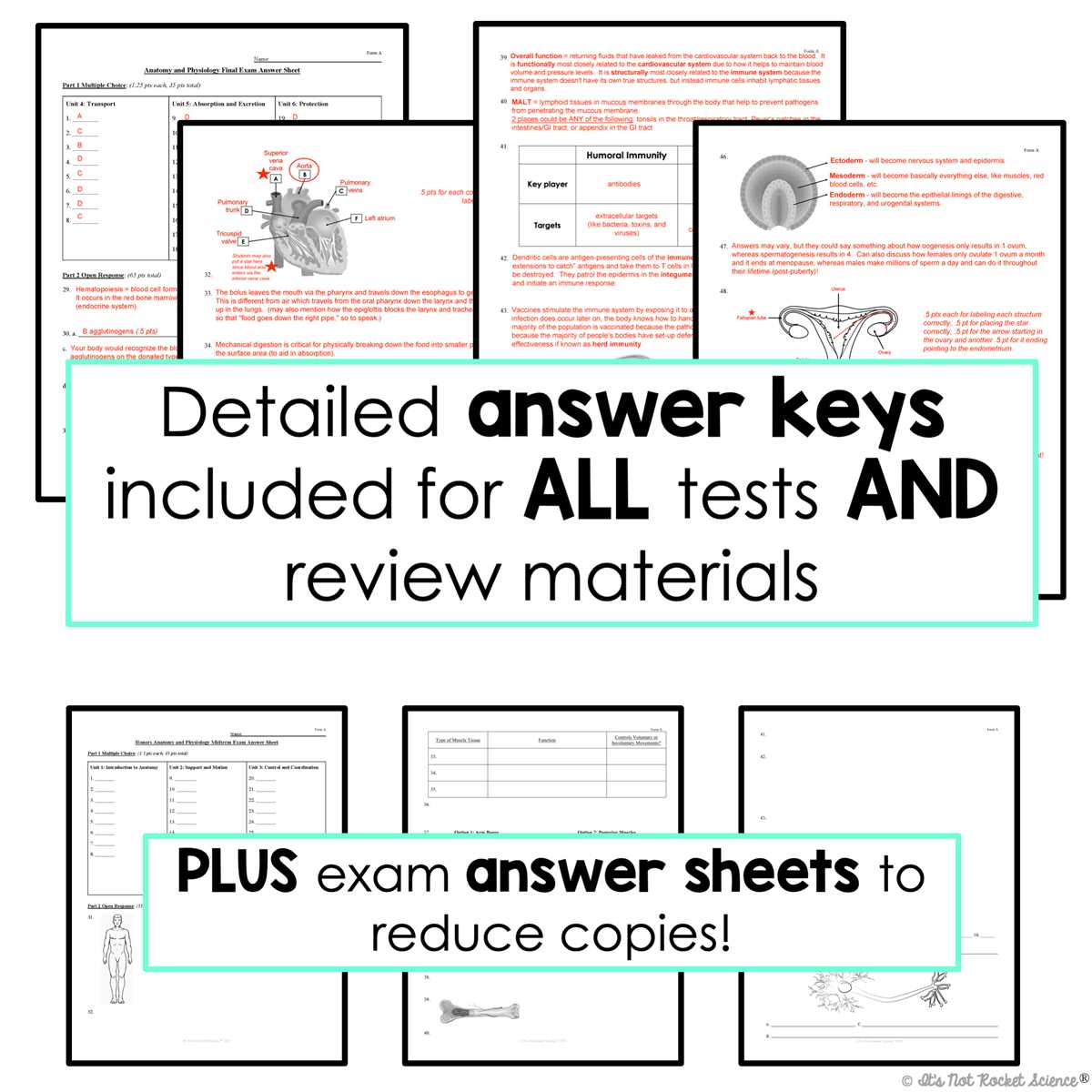 anatomy and physiology 1 final exam answers