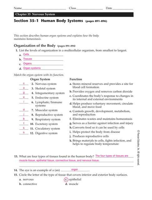 human body systems exam answer key