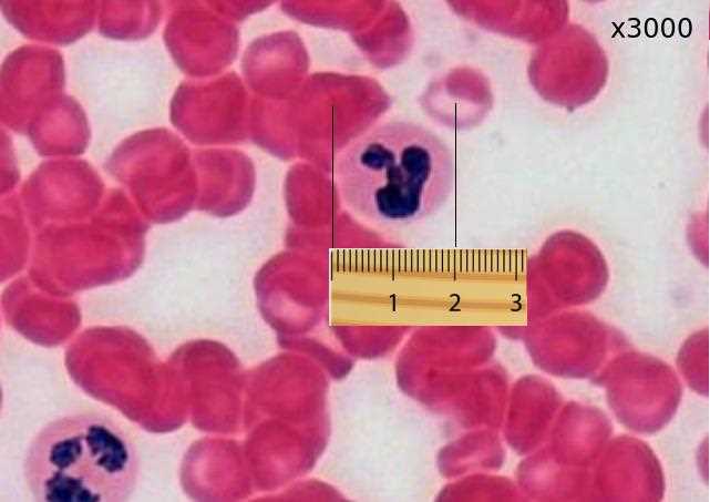 ib style test topic 1 cell biology answers