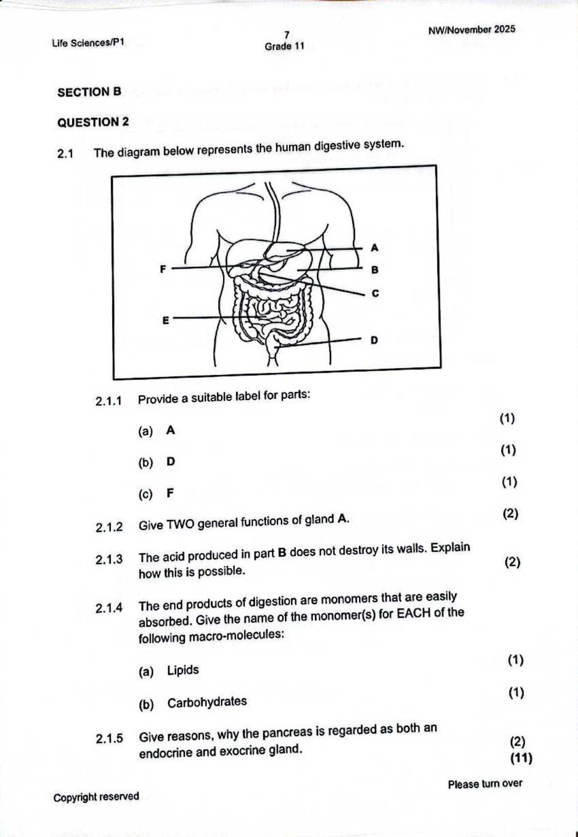 digestive system exam questions and answers