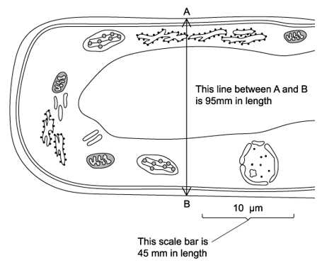 ib style test topic 1 cell biology answers