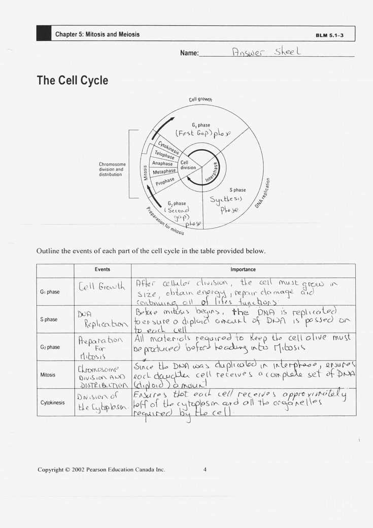 cell cycle and mitosis test answer key