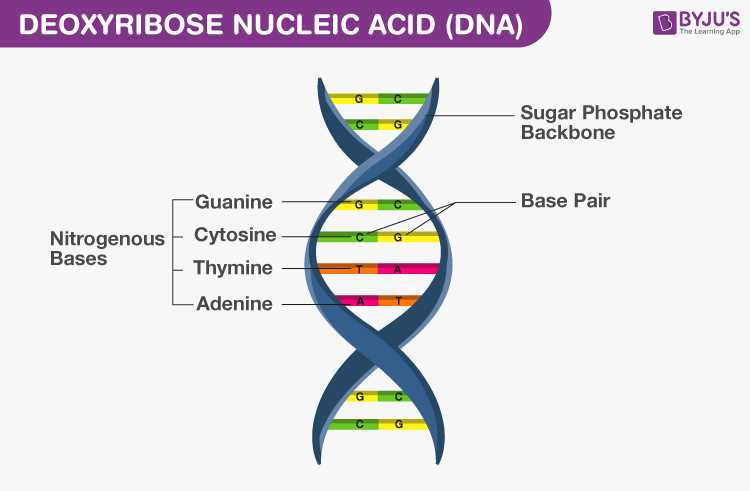 chapter 12 molecular genetics test answer key