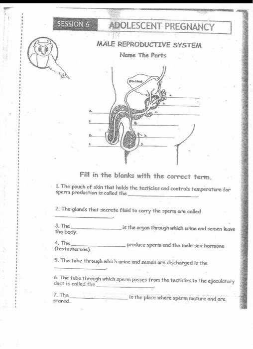 male reproductive system test questions and answers