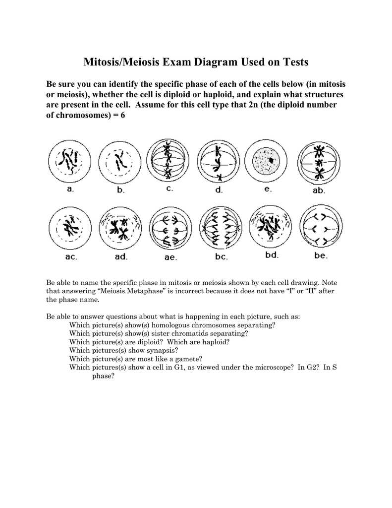mitosis exam questions and answers mitosis exam questions and answers