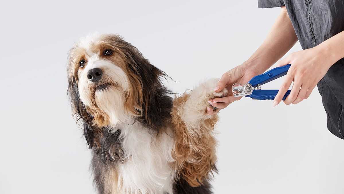 petsmart all services safety exam answers