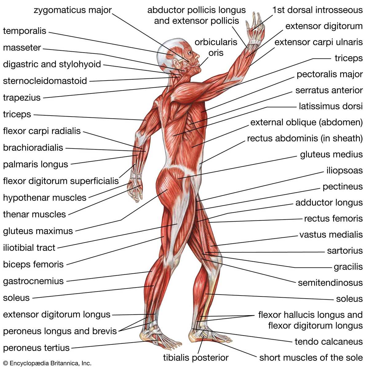 body systems test answer key