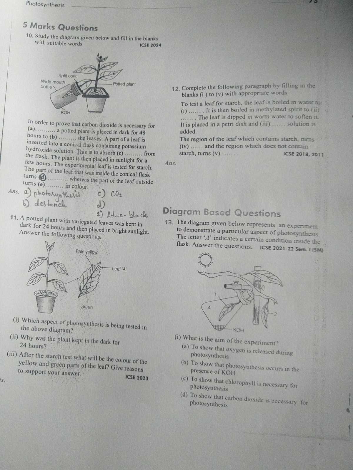 photosynthesis test answers