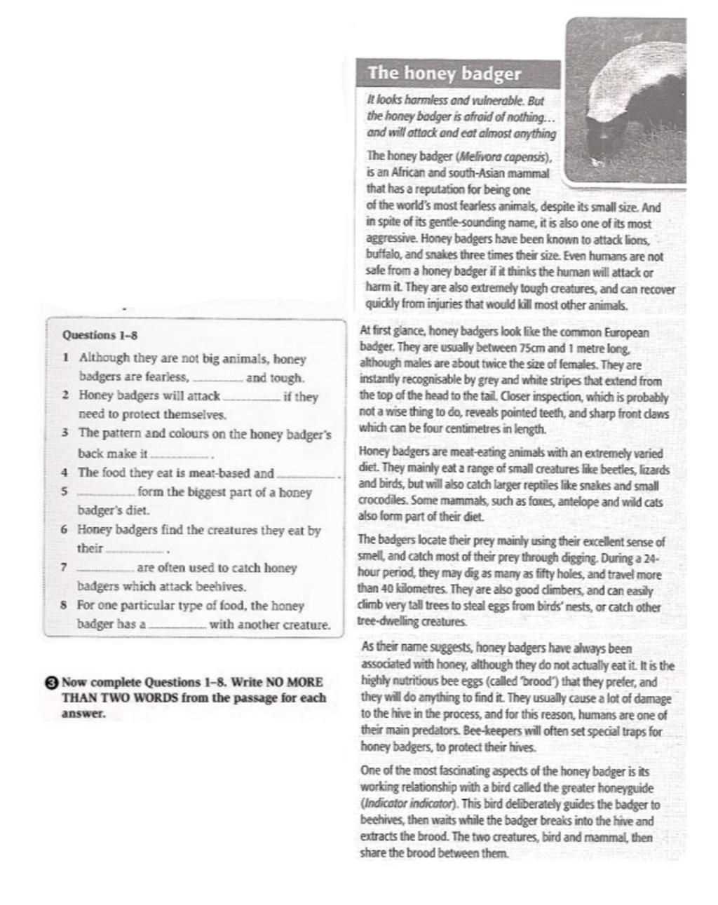 nonfiction reading test honey badgers answers