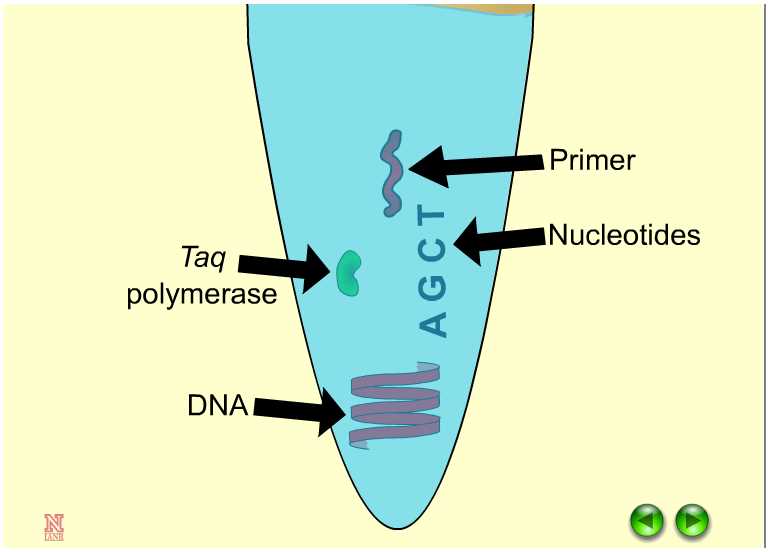 pcr exam questions and answers